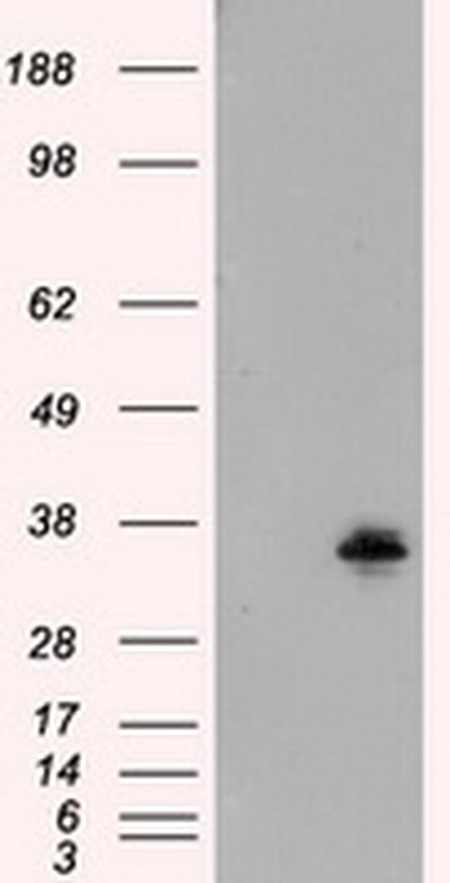 FAHD2A Antibody in Western Blot (WB)