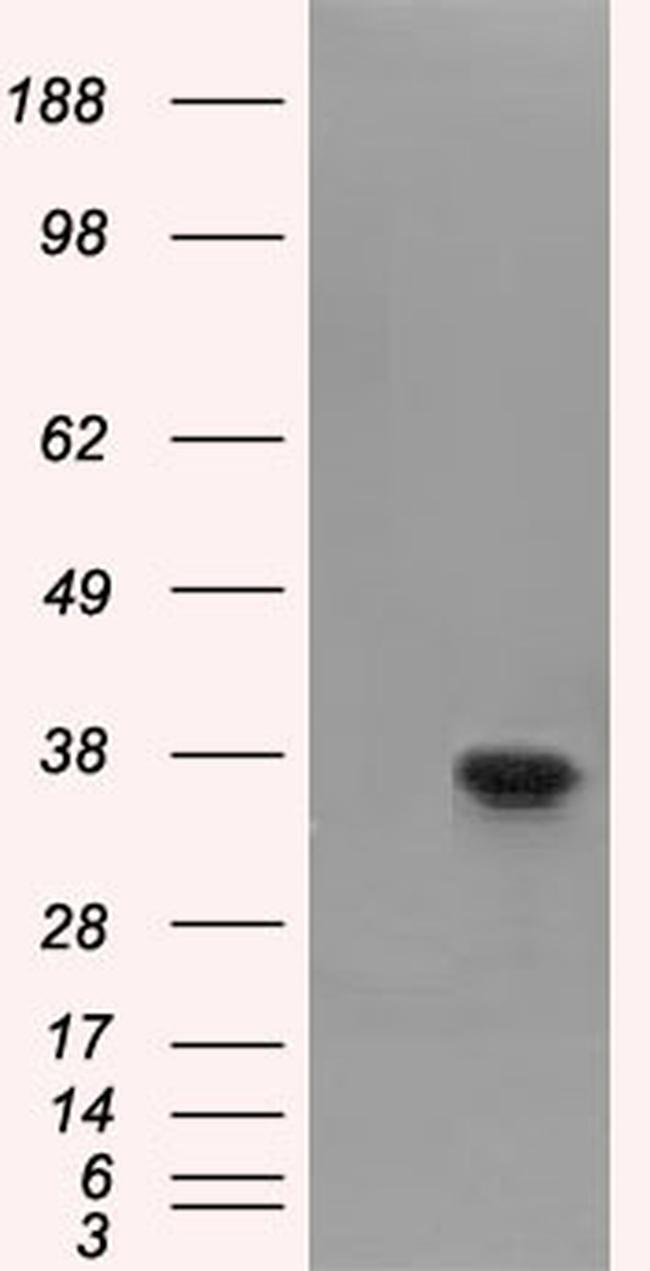 FAHD2A Antibody in Western Blot (WB)