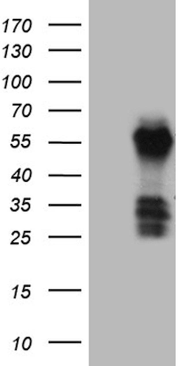 FAM131C Antibody in Western Blot (WB)