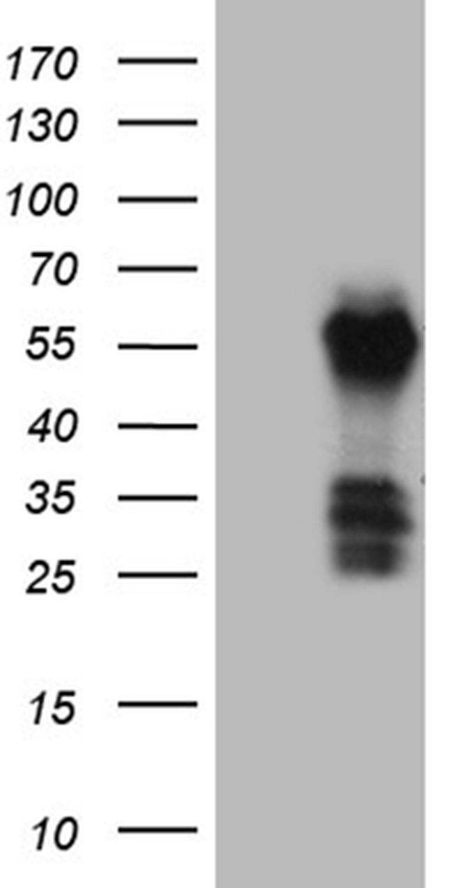 FAM131C Antibody in Western Blot (WB)