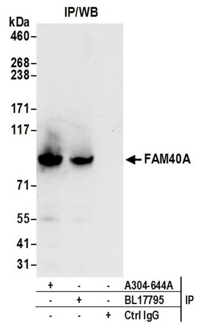 FAM40A Antibody in Western Blot (WB)