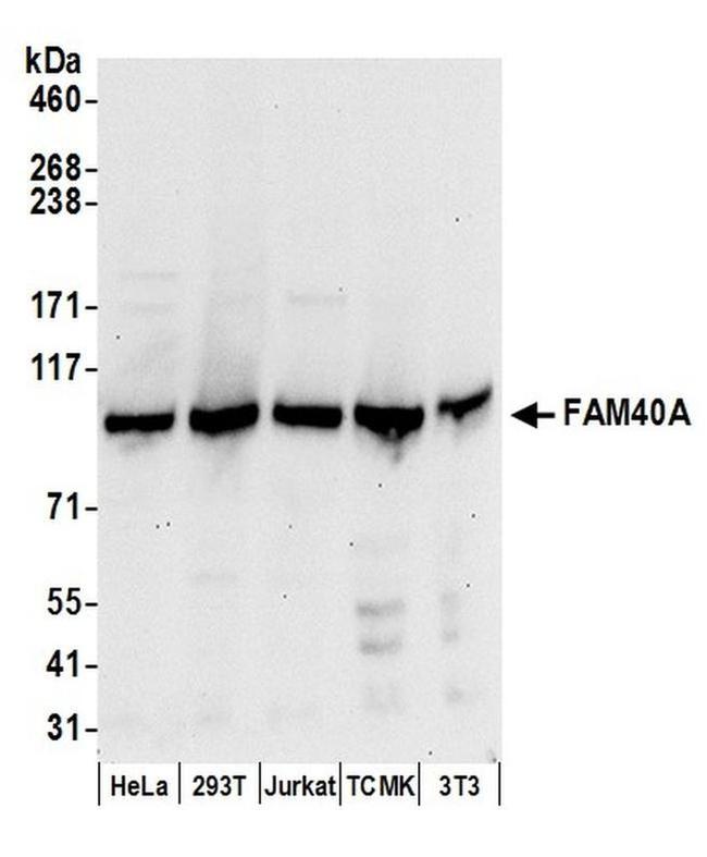 FAM40A Antibody in Western Blot (WB)