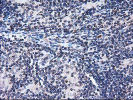 FAM40A Antibody in Immunohistochemistry (Paraffin) (IHC (P))