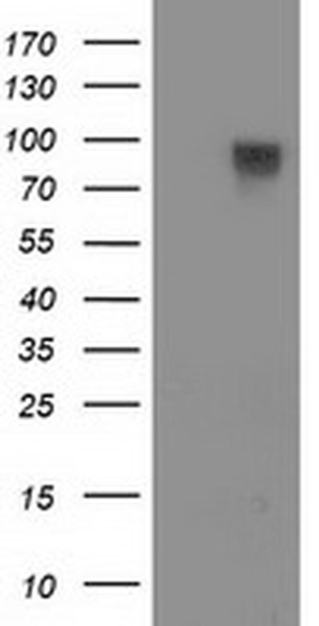 FAM40A Antibody in Western Blot (WB)