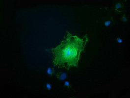 FAM84B Antibody in Immunocytochemistry (ICC/IF)