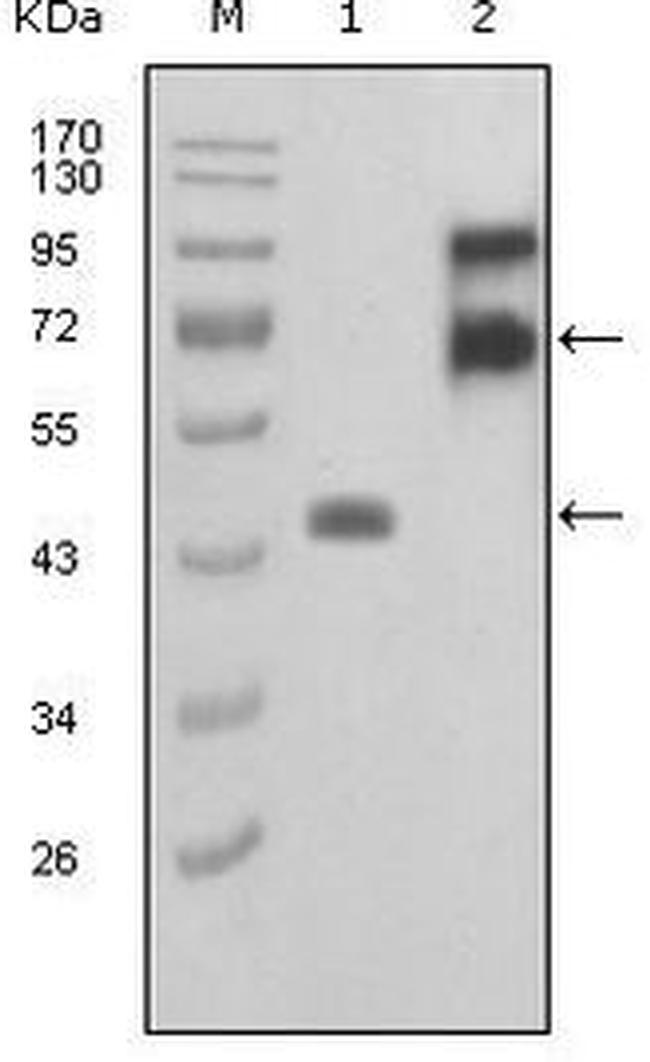 Fibulin 2 Antibody in Western Blot (WB)