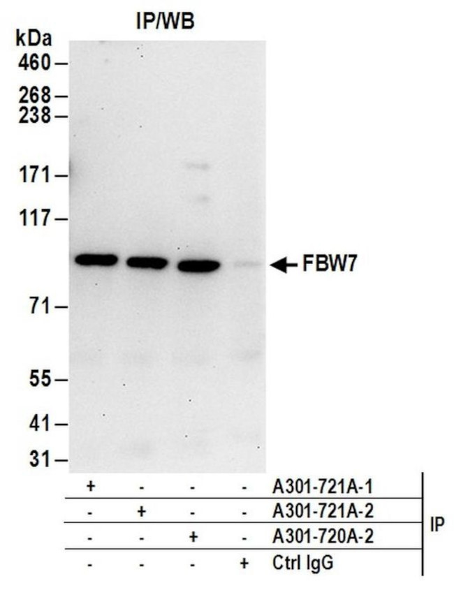 FBW7 Antibody in Immunoprecipitation (IP)