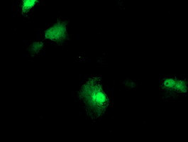 FBXO21 Antibody in Immunocytochemistry (ICC/IF)