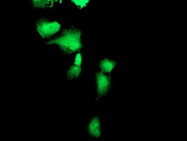 FBXO21 Antibody in Immunocytochemistry (ICC/IF)