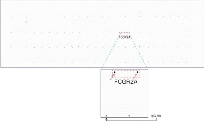 FCGR2A Antibody in Peptide array (ARRAY)