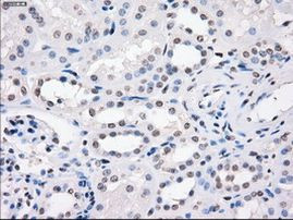 FCGR2A Antibody in Immunohistochemistry (Paraffin) (IHC (P))