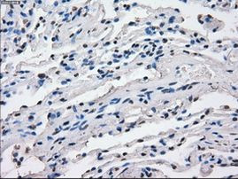 FCGR2A Antibody in Immunohistochemistry (Paraffin) (IHC (P))