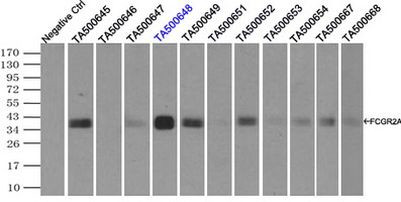 FCGR2A Antibody in Immunoprecipitation (IP)