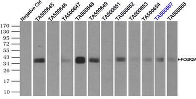 FCGR2A Antibody in Immunoprecipitation (IP)