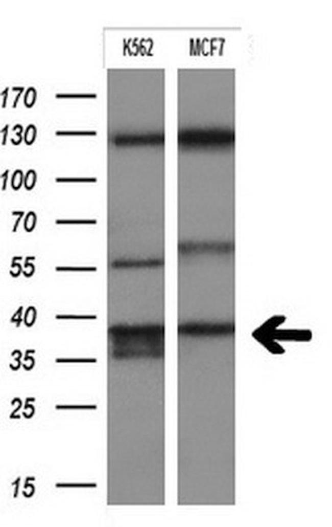 FCGR2A Antibody in Western Blot (WB)