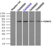 FERMT2 Antibody in Immunoprecipitation (IP)