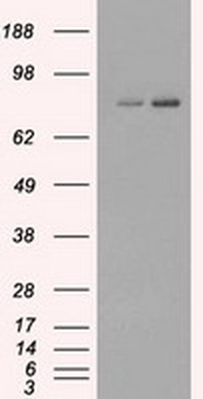 FERMT2 Antibody in Western Blot (WB)