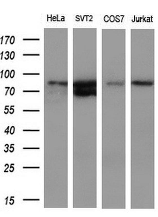 FERMT2 Antibody in Western Blot (WB)