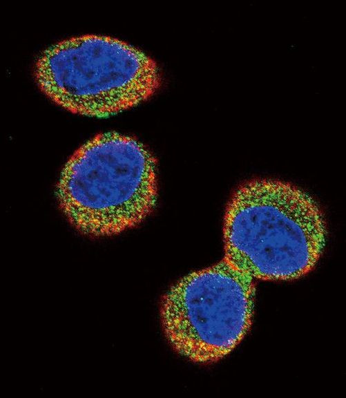 FER Antibody in Immunocytochemistry (ICC/IF)