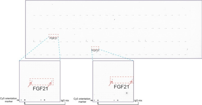 FGF21 Antibody in Peptide array (ARRAY)