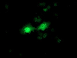 FGF21 Antibody in Immunocytochemistry (ICC/IF)