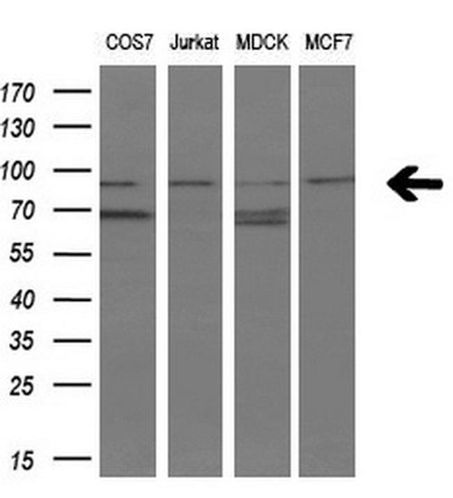 FGFR2 Antibody in Western Blot (WB)