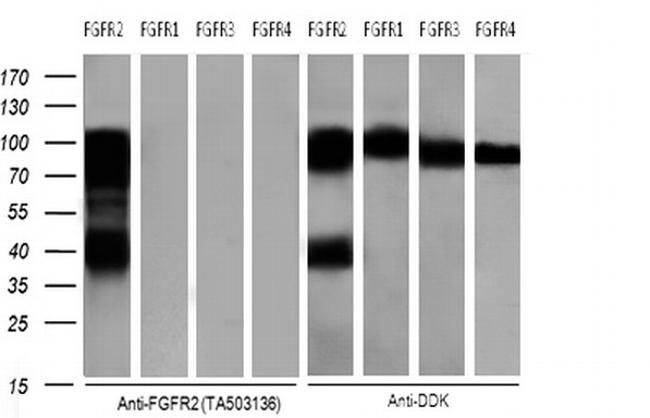 FGFR2 Antibody in Western Blot (WB)