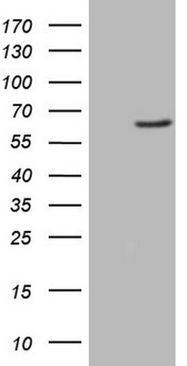FMO3 Antibody in Western Blot (WB)
