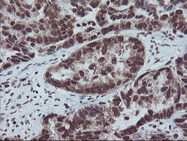 FMR1 Antibody in Immunohistochemistry (Paraffin) (IHC (P))