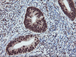 FMR1 Antibody in Immunohistochemistry (Paraffin) (IHC (P))