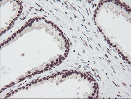 FMR1 Antibody in Immunohistochemistry (Paraffin) (IHC (P))