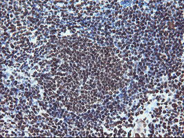 FMR1 Antibody in Immunohistochemistry (Paraffin) (IHC (P))