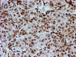 FMR1 Antibody in Immunohistochemistry (Paraffin) (IHC (P))