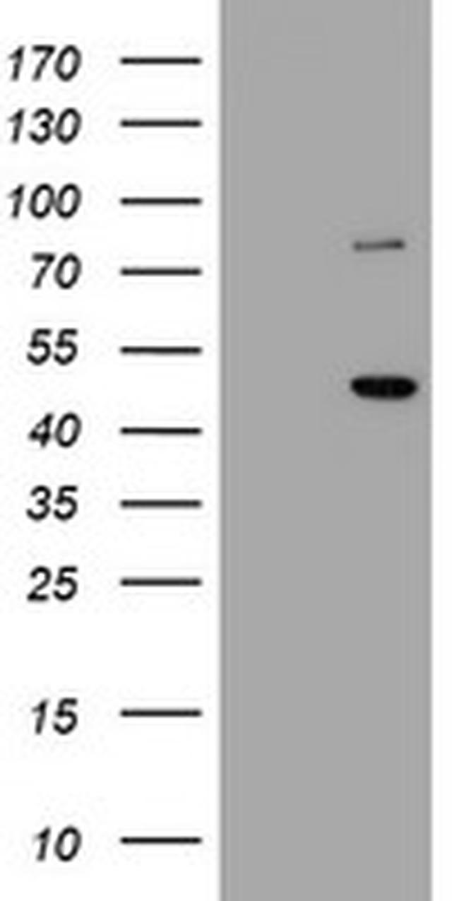 FMR1 Antibody in Western Blot (WB)