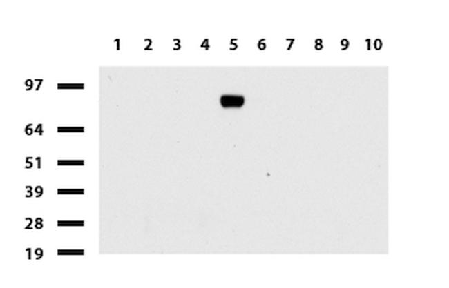 FOLH1 Antibody in Western Blot (WB)