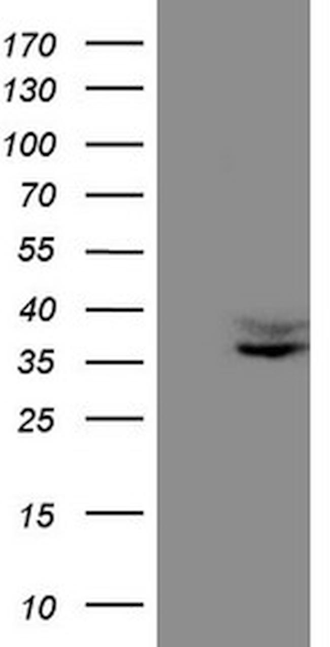 FOLR2 Antibody in Western Blot (WB)