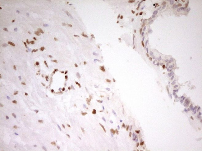 FOS Antibody in Immunohistochemistry (Paraffin) (IHC (P))