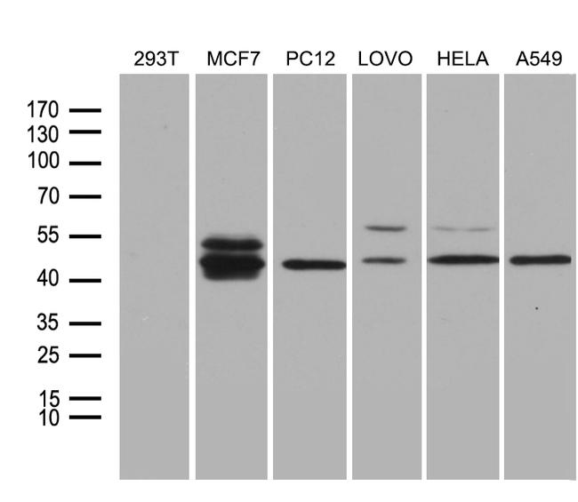 FOSL2 Antibody in Western Blot (WB)