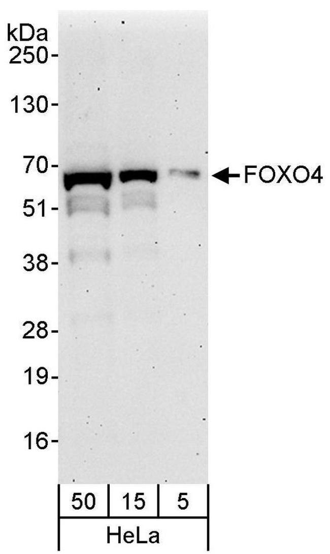 FOXO4 Antibody in Western Blot (WB)