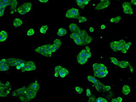 FRK Antibody in Immunocytochemistry (ICC/IF)