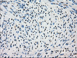 FRK Antibody in Immunohistochemistry (Paraffin) (IHC (P))