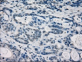 FRK Antibody in Immunohistochemistry (Paraffin) (IHC (P))