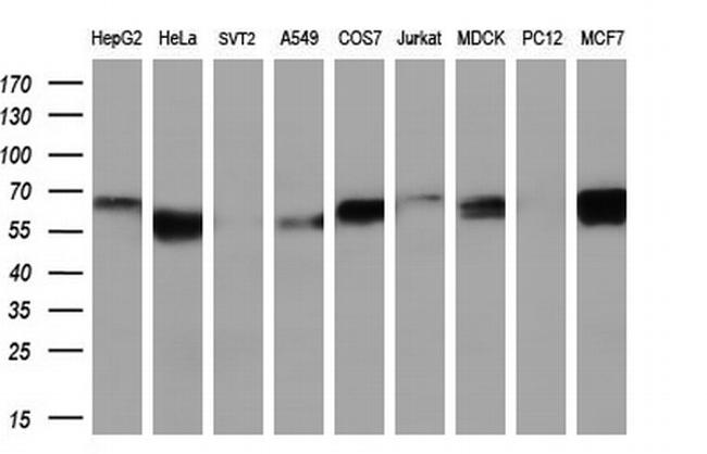 FRK Antibody in Western Blot (WB)