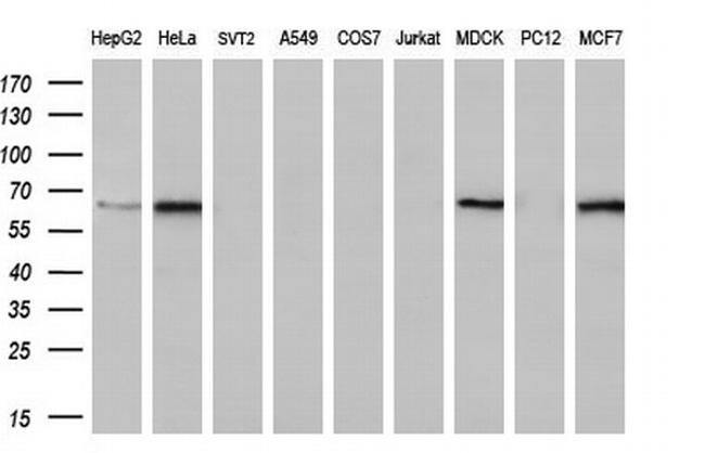 FRK Antibody in Western Blot (WB)