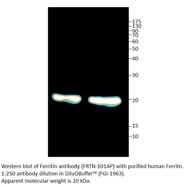 Ferritin Antibody in Western Blot (WB)