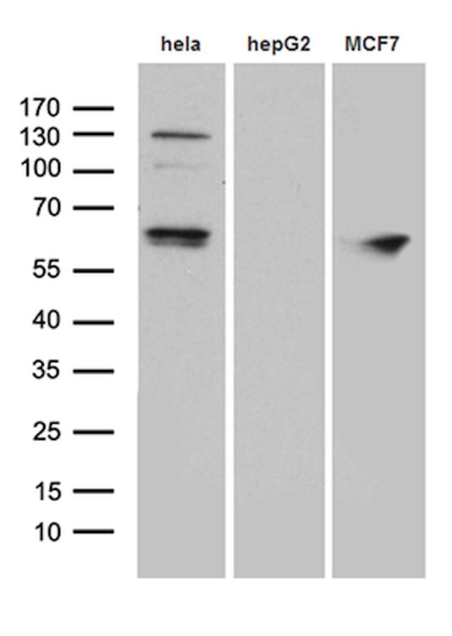 FUBP3 Antibody in Western Blot (WB)