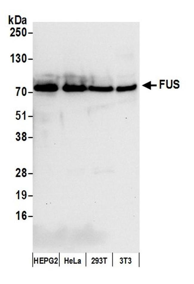 FUS Antibody in Western Blot (WB)