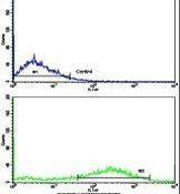 Fascin Antibody in Flow Cytometry (Flow)