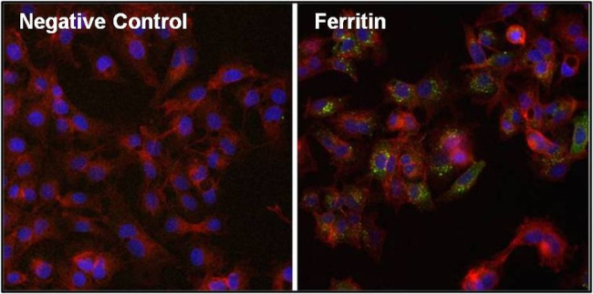 Ferritin Antibody in Immunocytochemistry (ICC/IF)