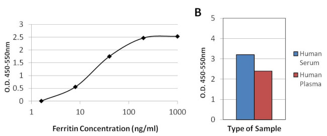 Ferritin Antibody in ELISA (ELISA)